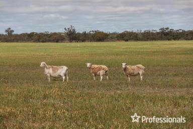 Farm Sold - NSW - Arumpo - 2715 - Montarna Station Pastoral, Grazing & Cropping - 12,955Ha  (Image 2)