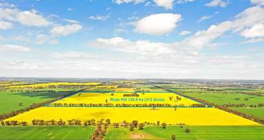 Farm Sold - NSW - Temora - 2666 - 313 Acres on the Fringe of Town  (Image 2)