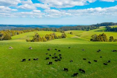 Farm Sold - VIC - Beech Forest - 3237 - Wonderful Otways Farm with Rare Combination of Productivity & Natural Beauty  (Image 2)