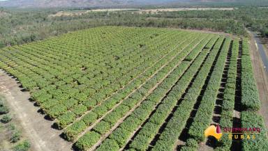 Farm For Sale - QLD - Dimbulah - 4872 - Horticultural Development Opportunity Dimbulah NQ  (Image 2)