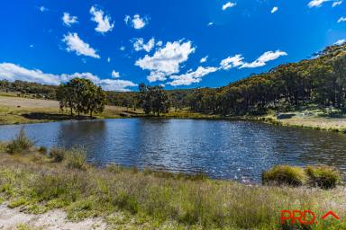 Farm Sold - NSW - Watsons Creek - 2355 - Heading for the Hills  (Image 2)