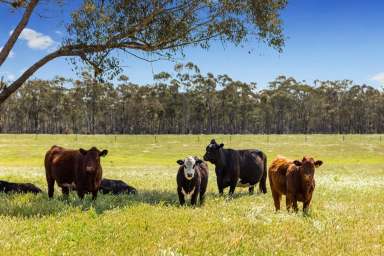 Farm Sold - VIC - Longlea - 3551 - 227 ACRES, ONLY 10 MIN FROM BENDIGO  (Image 2)