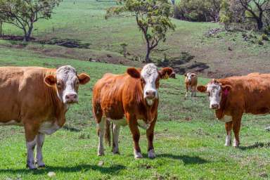 Farm Sold - NSW - Willow Tree - 2339 - Blue Ribbon Offering  (Image 2)