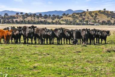 Farm Sold - NSW - Werris Creek - 2341 - Massive Development Potential or Tremendous Farming Grazing-Lifestyle  (Image 2)