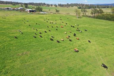 Farm Sold - NSW - Old Bonalbo - 2469 - "OAK LEA DAIRY" - 411 ACRES  (Image 2)