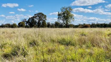 Farm Sold - NSW - Spring Ridge - 2343 - "Meglea" - untapped potential in a rich, mixed farming area. Good water, with building potential.  (Image 2)