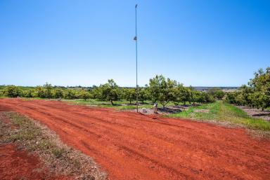 Farm For Sale - QLD - South Isis - 4660 - High-Yield Avocado and Mango Orchard Near Childers  (Image 2)