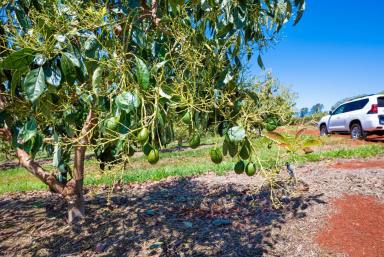 Farm For Sale - QLD - South Isis - 4660 - High-Yield Avocado and Mango Orchard Near Childers  (Image 2)
