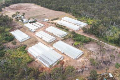 Farm Sold - QLD - Bundaberg Central - 4670 - Honeysuckle Farm - High Performance Basil Growing Business  (Image 2)