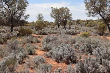 Farm Sold - SA - Beatty - 5320 - Rare large land holding……..  (Image 2)