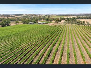 Farm Sold - SA - Springton - 5235 - Springton Hills Wines 17.2 Ha. Vineyard, winery and home.  Mix work with pleasure in the Eden Valley GI.  (Image 2)