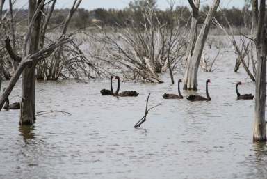 Farm Sold - WA - Dumbleyung - 6350 - A Taste of Wilderness  (Image 2)