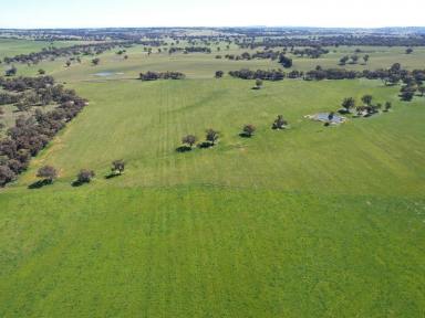 Farm Sold - NSW - Young - 2594 - The Ultimate Rural Lifestyle Opportunity  (Image 2)