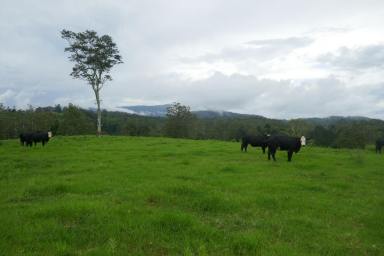 Farm Sold - NSW - Kyogle - 2474 - 53 ACRES WITH STUNNING VIEWS  (Image 2)