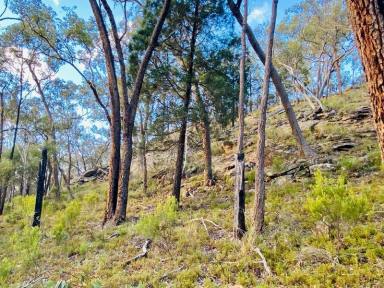 Farm Sold - NSW - Premer - 2381 - Private Country Retreat - Bush Lifestyle, Grazing, Hunting or Carbon Farming  (Image 2)
