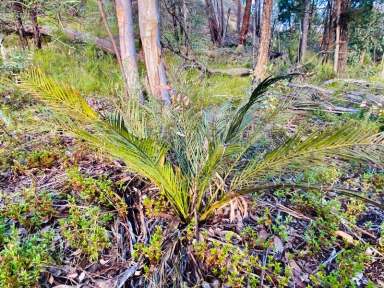 Farm Sold - NSW - Premer - 2381 - Private Country Retreat - Bush Lifestyle, Grazing, Hunting or Carbon Farming  (Image 2)