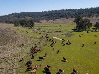 Farm Sold - NSW - Inverell - 2360 - Paradise Creek  (Image 2)