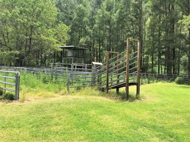 Farm Sold - NSW - Cobark - 2422 - MITTERA - Land of Natural Beauty & Sustainability  (Image 2)