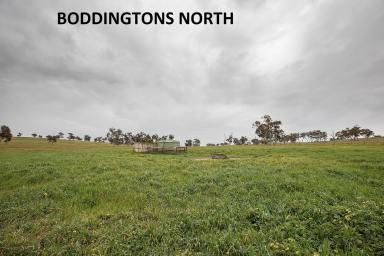 Farm Sold - SA - Naracoorte - 5271 - Four lots offered via auction  (Image 2)