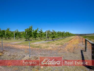 Farm For Sale - WA - Kirup - 6251 - Sweet Spot - with your own  Apple Trees if you so wish!  (Image 2)