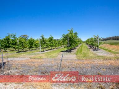 Farm For Sale - WA - Kirup - 6251 - Sweet Spot - with your own  Apple Trees if you so wish!  (Image 2)