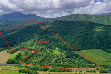 Farm Sold - QLD - Aloomba - 4871 - 80 ACRES OF TROPICAL RAINFOREST | VALLEY & DISTRICT VIEWS| MULTI-GENERATION LIVING  (Image 2)