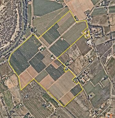 Farm For Sale - NSW - Curlwaa - 2648 - QUALITY CITRUS HOLDING - 150 Acres (approx.)  (Image 2)