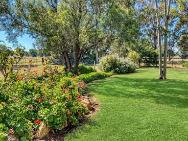 Farm Sold - NSW - Curlewis - 2381 - Rural Lifestyle Living - 47 acres with 4 bedroom home Curlewis NSW 2381  (Image 2)