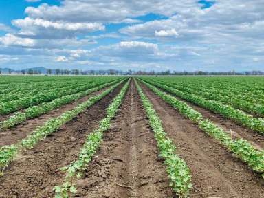 Farm Sold - NSW - Gunnedah - 2380 - Irrigation powerhouse on the doorstep of Gunnedah.  (Image 2)