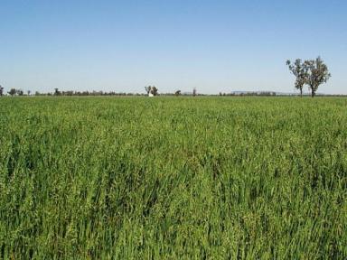 Farm Sold - NSW - Gunnedah - 2380 - "Kexa" - Gunnedah. High production Namoi River Flood Plain country.  (Image 2)
