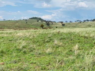 Farm Sold - NSW - Mullaley - 2379 - Fantastic grazing property, 280-350 cow and calf property with great water!  (Image 2)