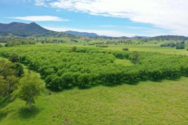 Farm For Sale - NSW - Kyogle - 2474 - ORGANIC PECAN FARM  (Image 2)