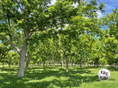 Farm For Sale - NSW - Kyogle - 2474 - ORGANIC PECAN FARM  (Image 2)