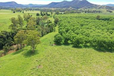 Farm For Sale - NSW - Kyogle - 2474 - ORGANIC PECAN FARM  (Image 2)