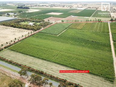Farm For Sale - VIC - Tatura East - 3616 - Quality Ardmona District Orchard - 23.87 Hectares  (Image 2)
