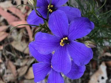 Farm Sold - VIC - Nagambie - 3608 - BECOME A VITAL NATURE RESERVE CUSTODIAN  (Image 2)