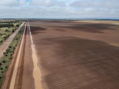 Farm Sold - NSW - Coleambally - 2707 - IRRIGATION ASSET WITH SCALE TO SUIT INVESTORS OR FAMILY FARMERS  (Image 2)