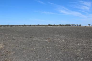 Farm For Sale - NSW - Moree - 2400 - Suburban Cropping  (Image 2)