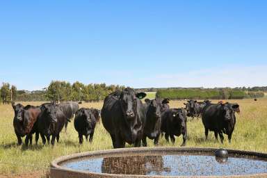 Farm Sold - VIC - Bungador - 3260 - HIGH CALIBRE COLAC DISTRICT COUNTRY  (Image 2)