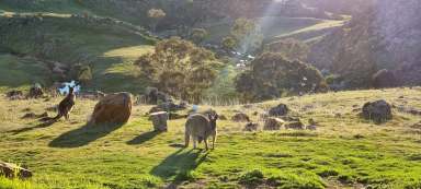 Farm Sold - SA - Eden Valley - 5235 - Incredible views, think Flinders Ranges with escarpments, valleys and rock pools. 255 AC, rarely available.  (Image 2)