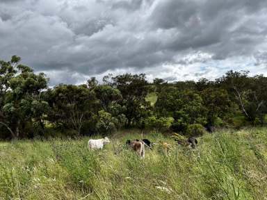 Farm Sold - NSW - Willow Tree - 2339 - Creek Frontage with Building Entitlement  (Image 2)