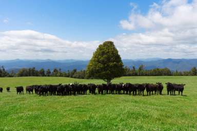 Farm Sold - NSW - Dorrigo - 2453 - When you think of Dorrigo, this is it: Rolling green paddocks, water plus escarpment and ocean views  (Image 2)