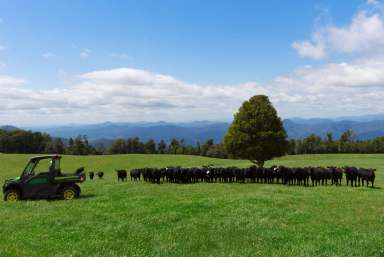 Farm Sold - NSW - Dorrigo - 2453 - When you think of Dorrigo, this is it: Rolling green paddocks, water plus escarpment and ocean views  (Image 2)