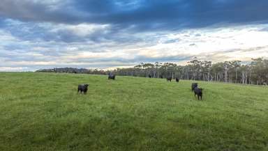 Farm Sold - VIC - Tarwin - 3956 - Outstanding Grazing/Turnout block  (Image 2)