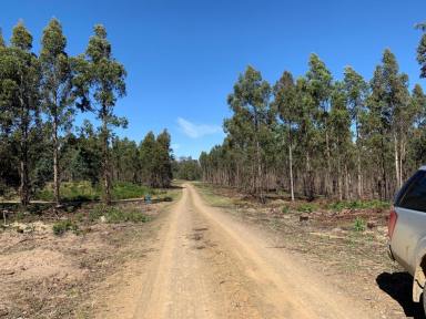 Farm Sold - TAS - Bothwell - 7030 - Acreage: Grazing, Plantation & Lifestyle property – Hunting Haven -Bothwell, Central Tasmania  (Image 2)
