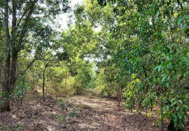 Farm For Sale - NT - Dundee Forest - 0840 - Rain Forest Shed and Kakadu Plums!  (Image 2)