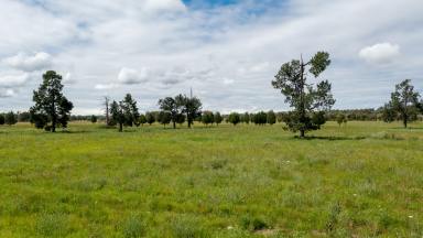 Farm Sold - NSW - Quipolly - 2343 - AFFORDABLE BUILDING BLOCK  (Image 2)