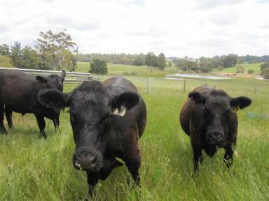 Farm Sold - WA - Manjimup - 6258 - SINK YOUR TEETH INTO THIS ONE!  (Image 2)