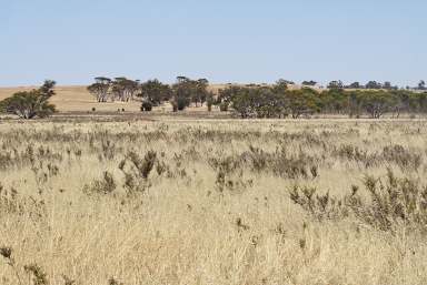 Farm Sold - WA - Dumbleyung - 6350 - Rural Hideaway (154 acres)  (Image 2)