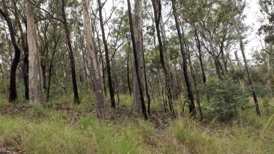 Farm Sold - NSW - Drake - 2469 - Peace and Quiet in the Hills  (Image 2)